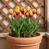 Tulipa Helmar pot balcony