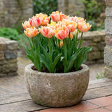 Tulipa Foxy Foxtrot in een terracotta pot op een terras