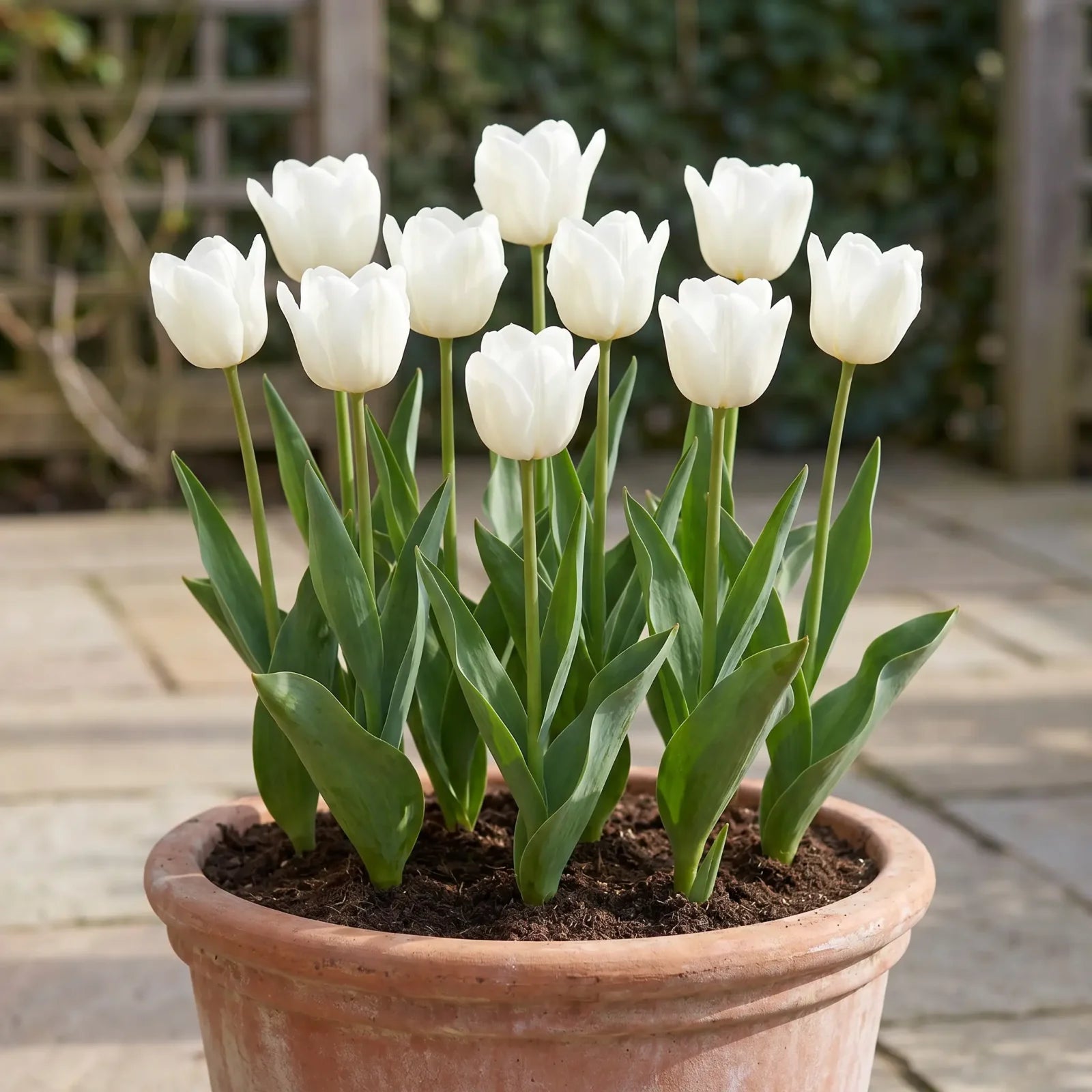 Tulipa Royal Virgin pot balcony