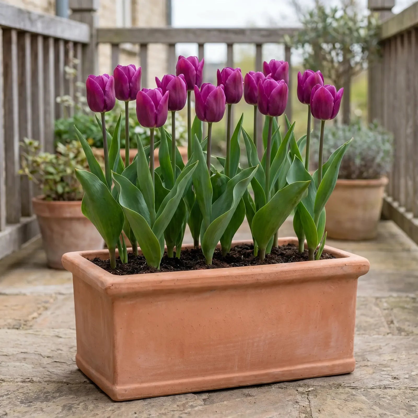 Tulipa Passio Glossy pot balcony