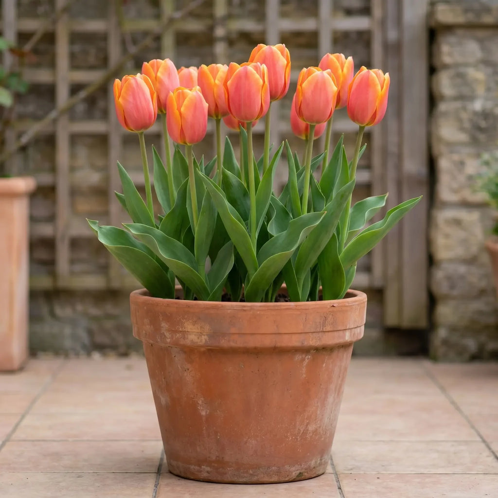 Tulipa Jimmy pot balcony