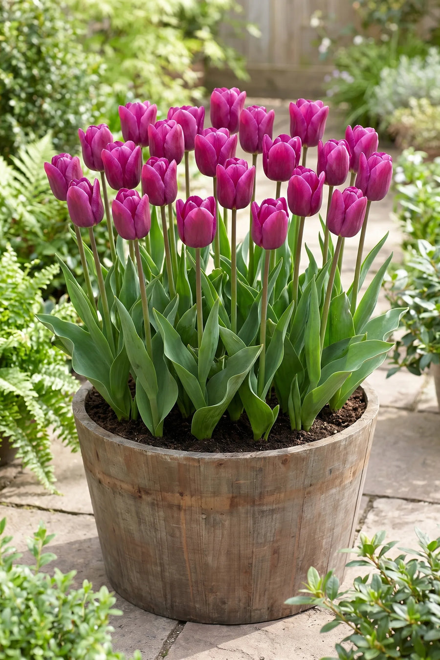 Tulipa Passio Glossy in een pot op een terras