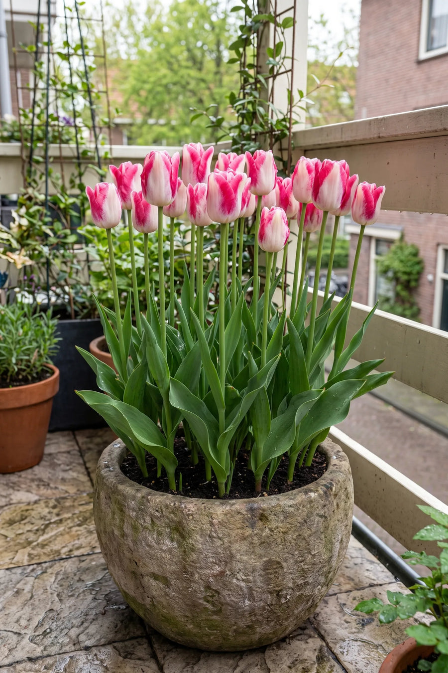 Tulipa Mata Hari in een pot op een terras