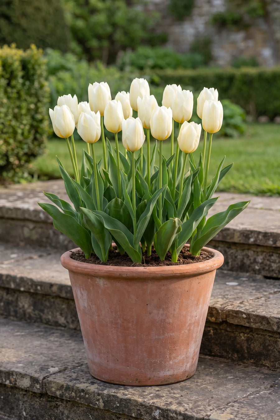 Tulipa Purissima in een pot op een terras