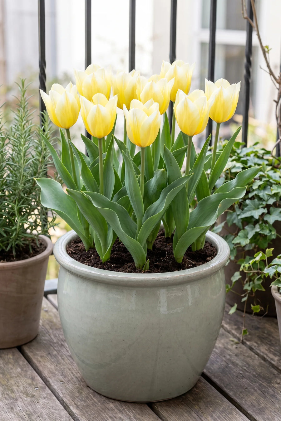 Tulipa Sweetheart in een pot op een terras