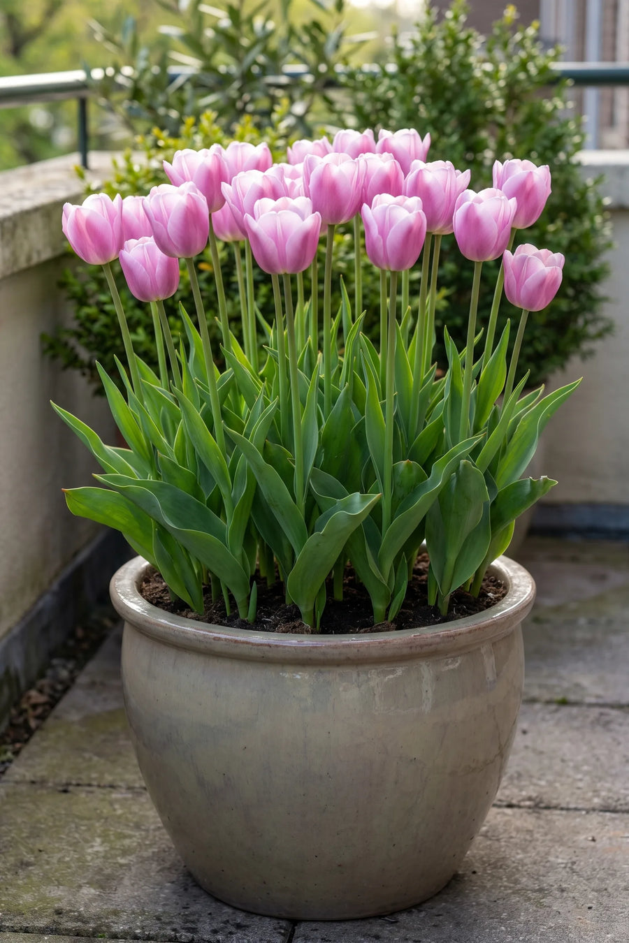 Tulipa Synaeda Amor in een pot op een terras
