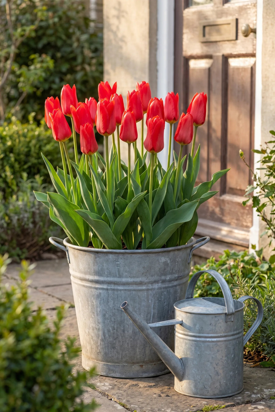 Tulipa Red Emperor in een pot op een terras