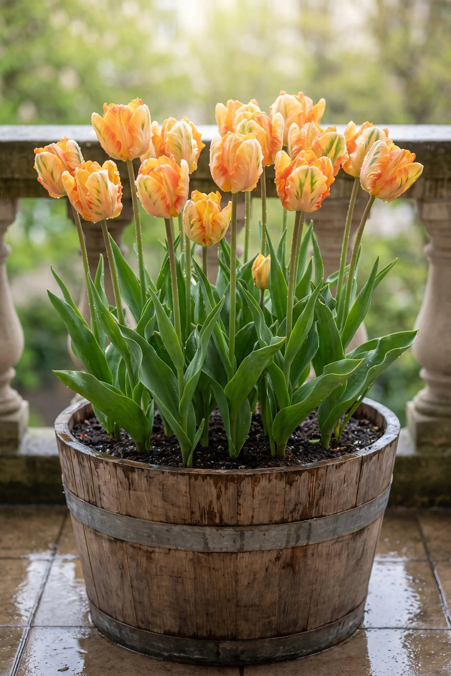 Tulipa Parrot King in een pot op een terras