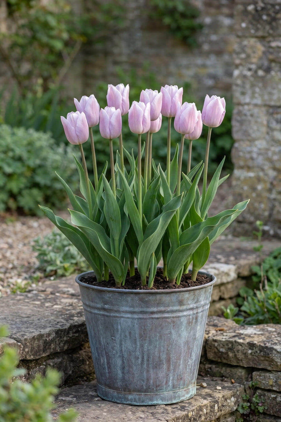 Tulipa Silver Cloud in een pot op een terras
