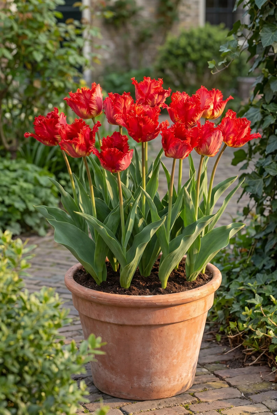 Tulipa Garden Fire in een pot op een terras