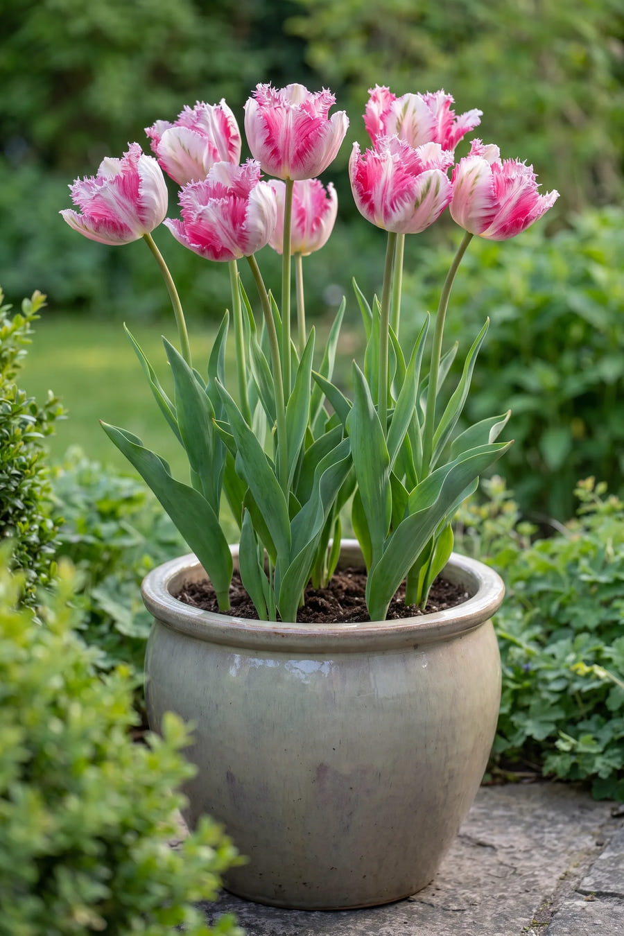 Tulipa Silver Parrot in een pot op een terras