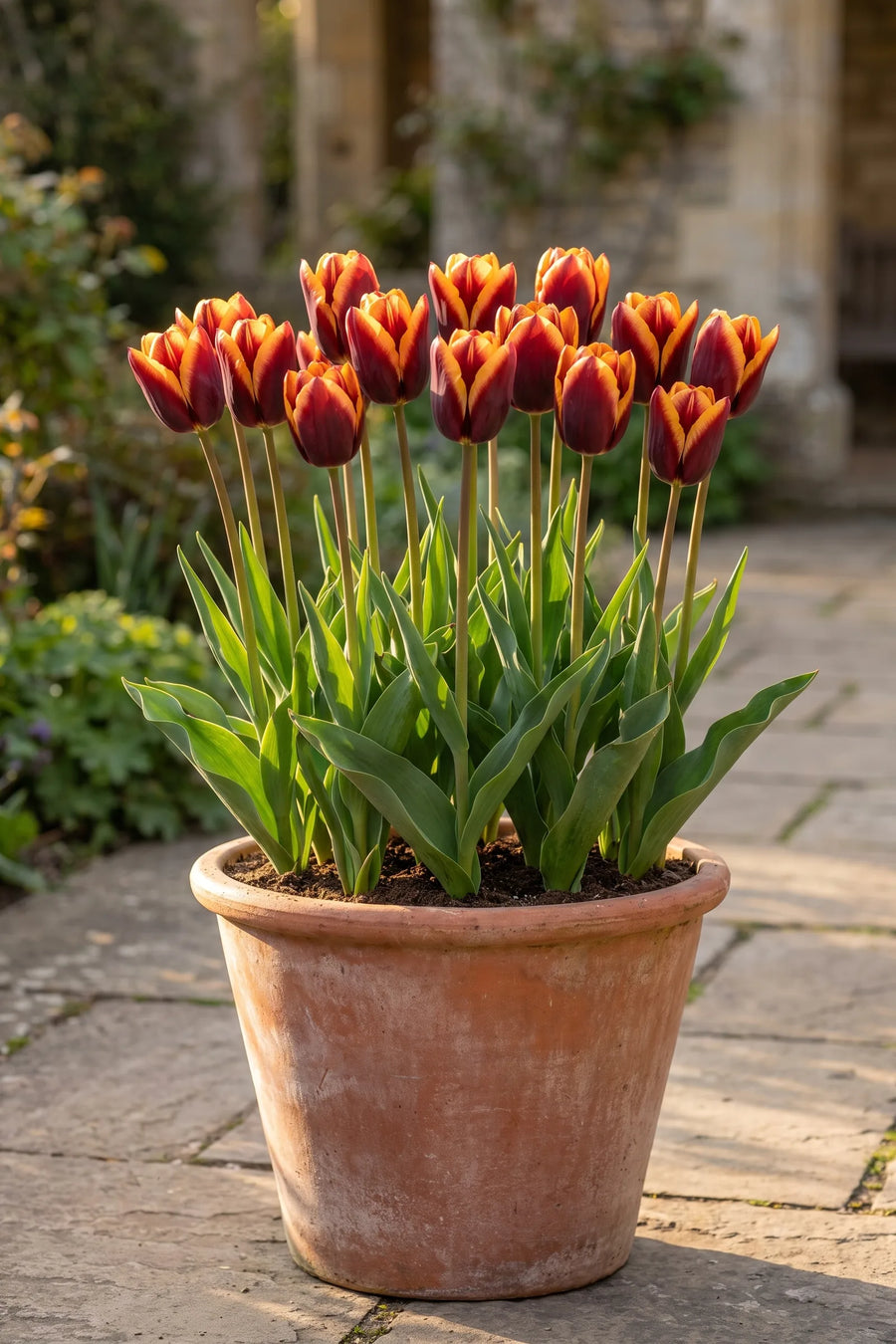Tulipa Muvota in een pot op een terras