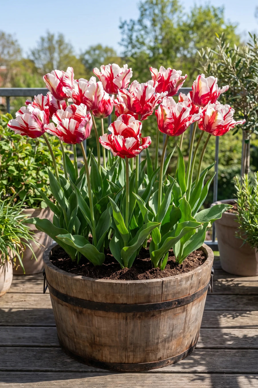 Tulipa Estella Rijnveld in een pot op een terras