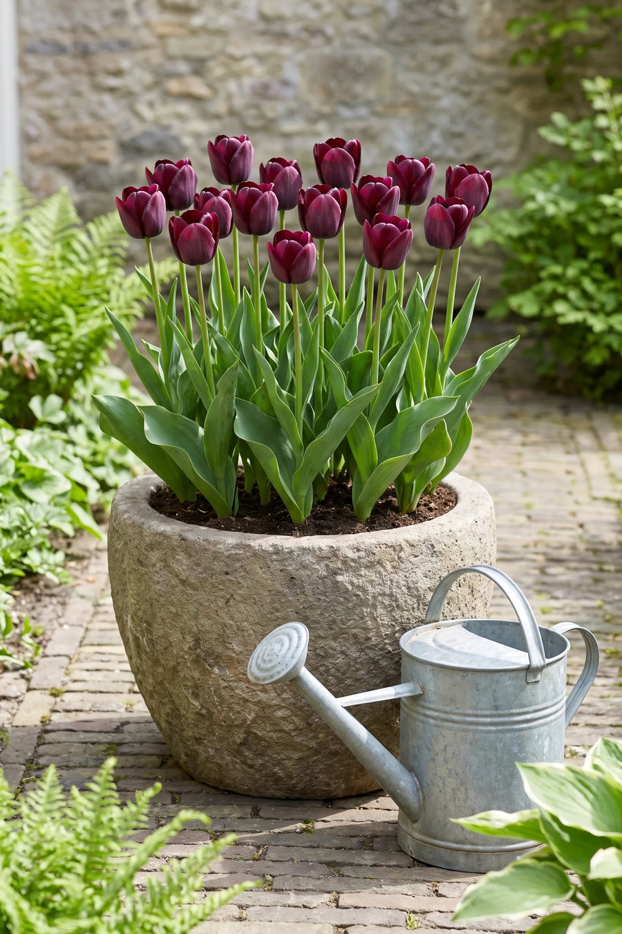 Tulipa Ronaldo in een pot op een terras