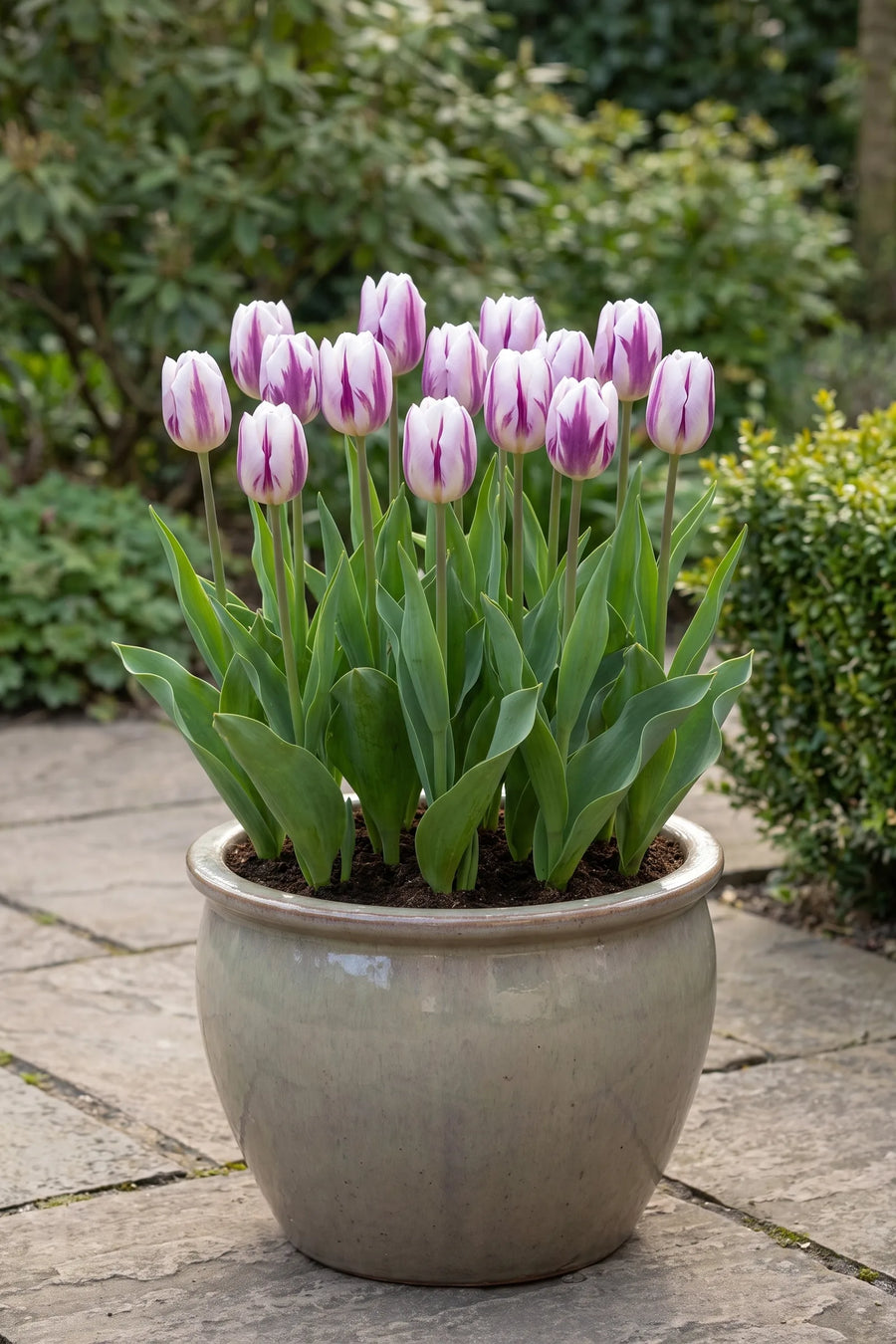 Tulipa Flaming Flag in een pot op een terras