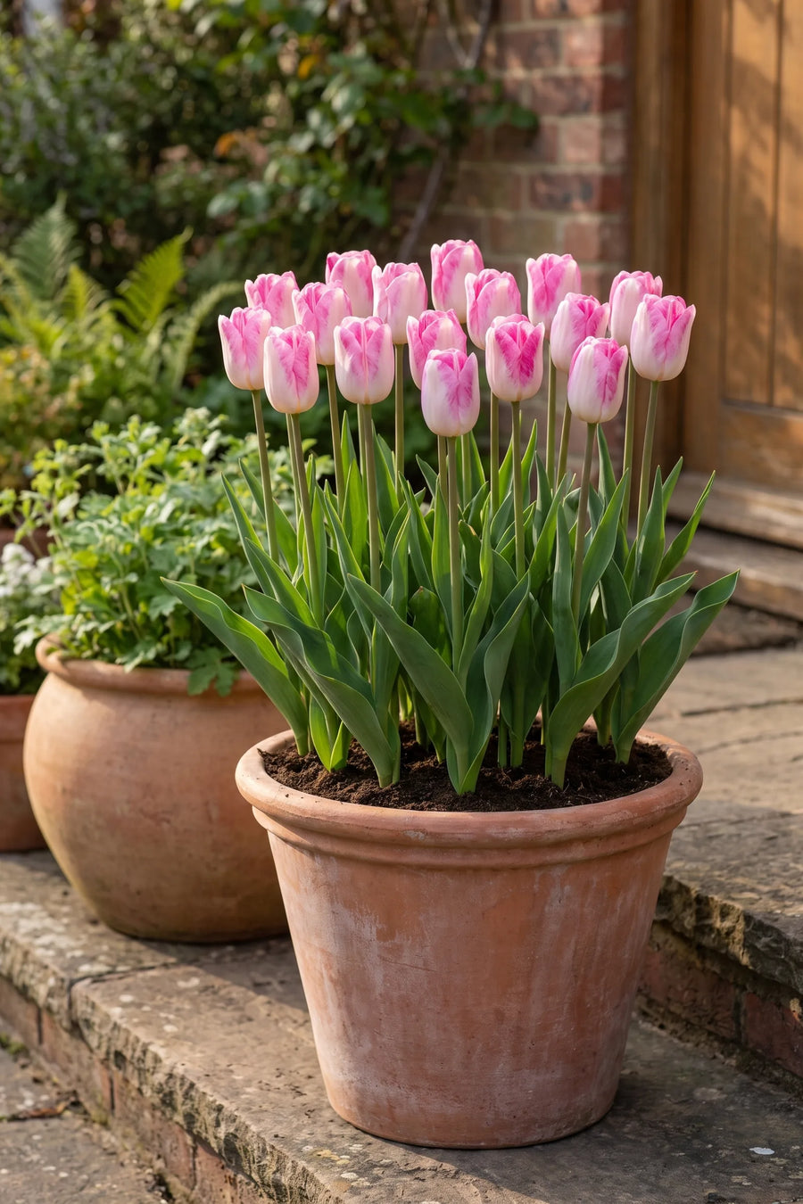 Tulipa Infinity in een pot op een terras