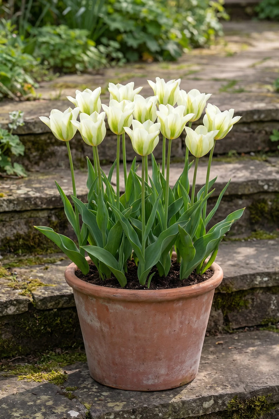 Tulipa Spring Green in een pot op een terras