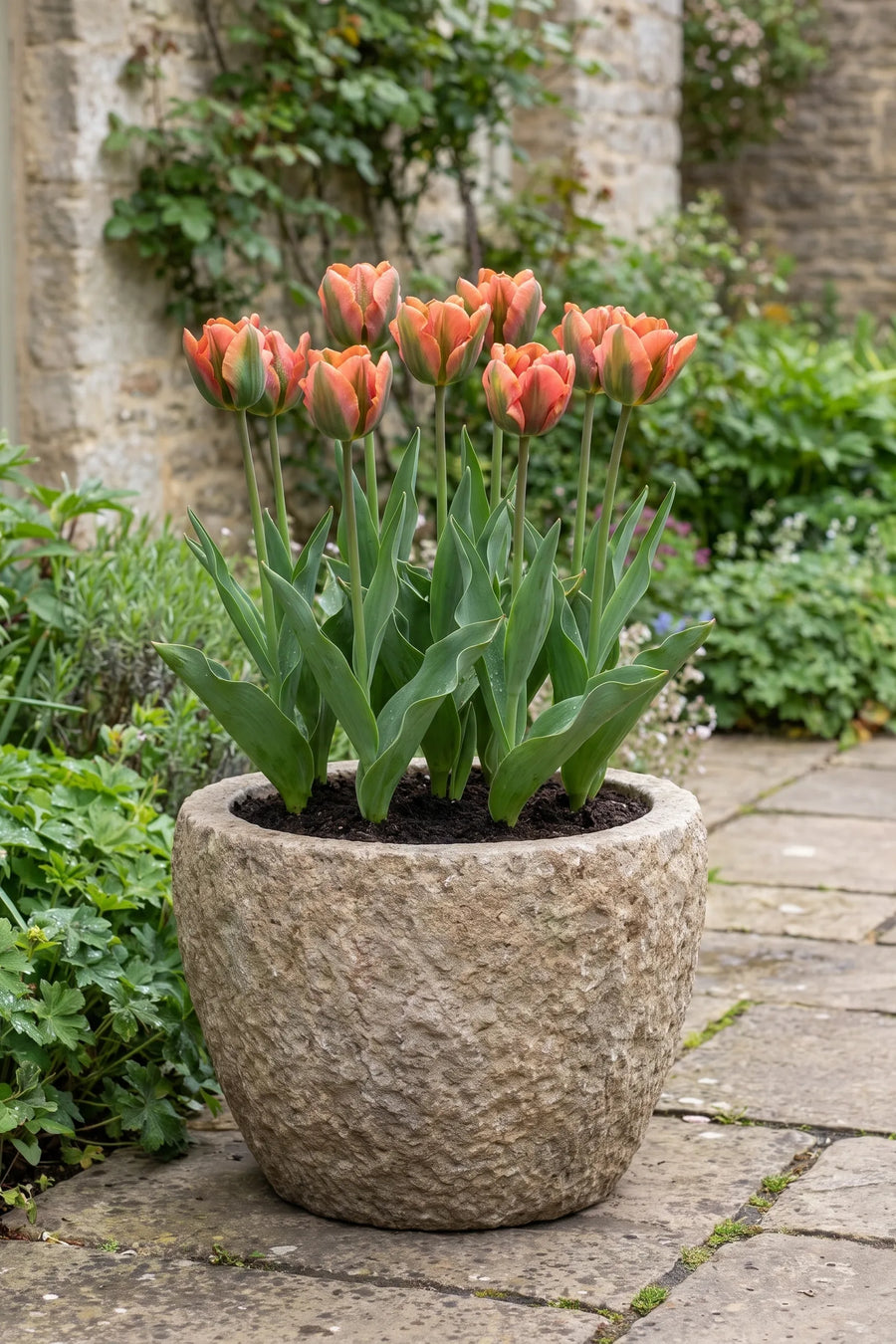 Tulipa Artist in een pot op een terras