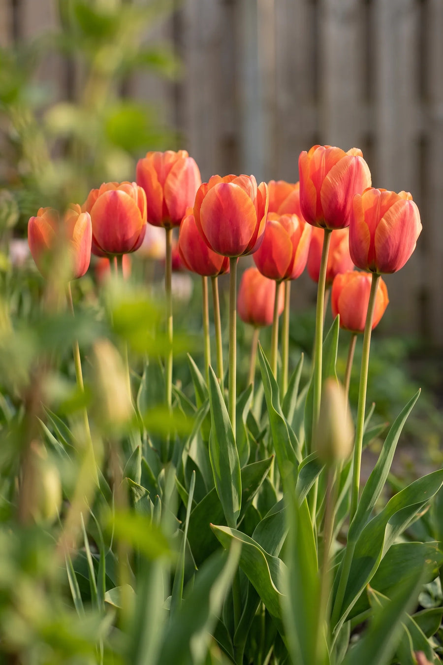 Tulipa Miss Brandy vanuit een natuurlijke tuinhoek