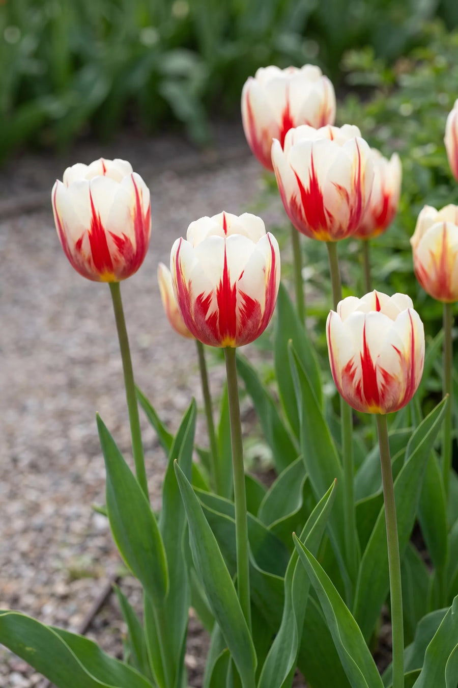 Tulipa Carnaval de Rio vanuit een natuurlijke tuinhoek