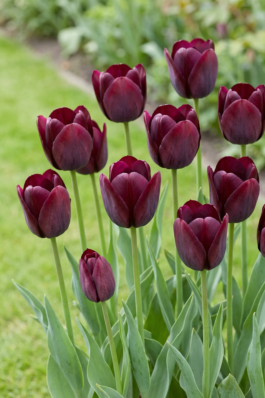 Tulipa Ronaldo vanuit een natuurlijke tuinhoek