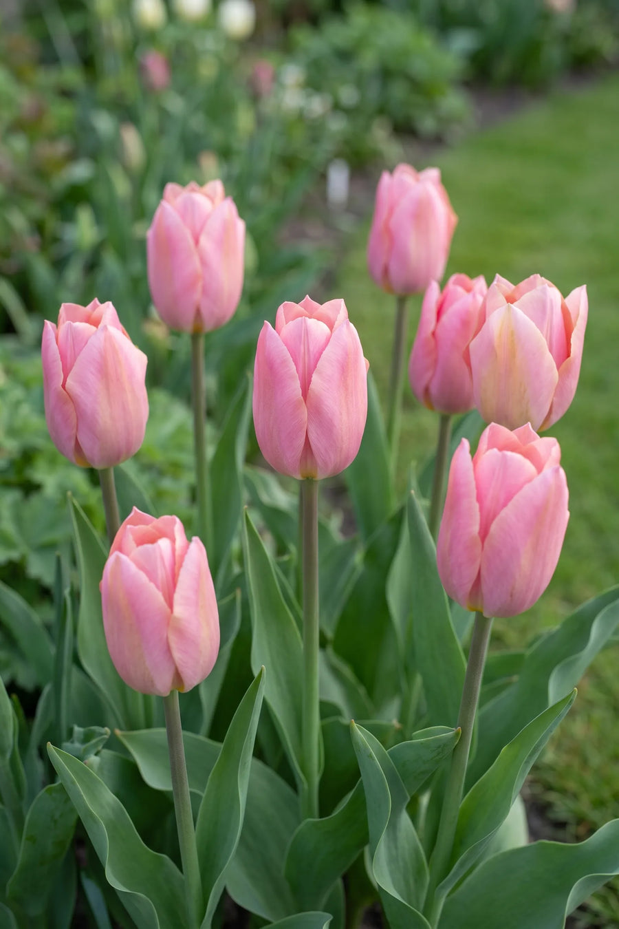 Tulipa Albert Heijn vanuit een natuurlijke tuinhoek