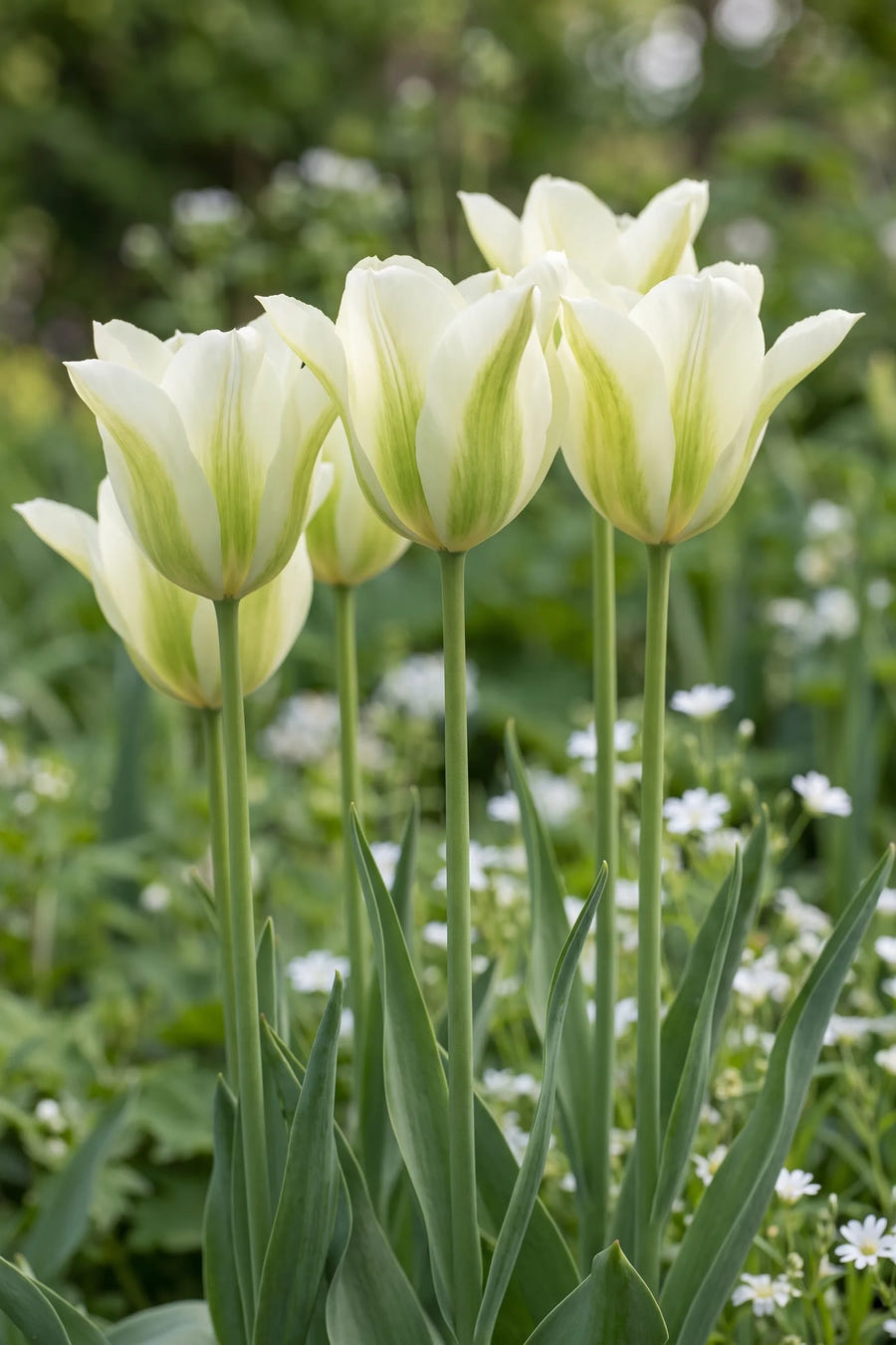 Tulipa Spring Green vanuit een natuurlijke tuinhoek