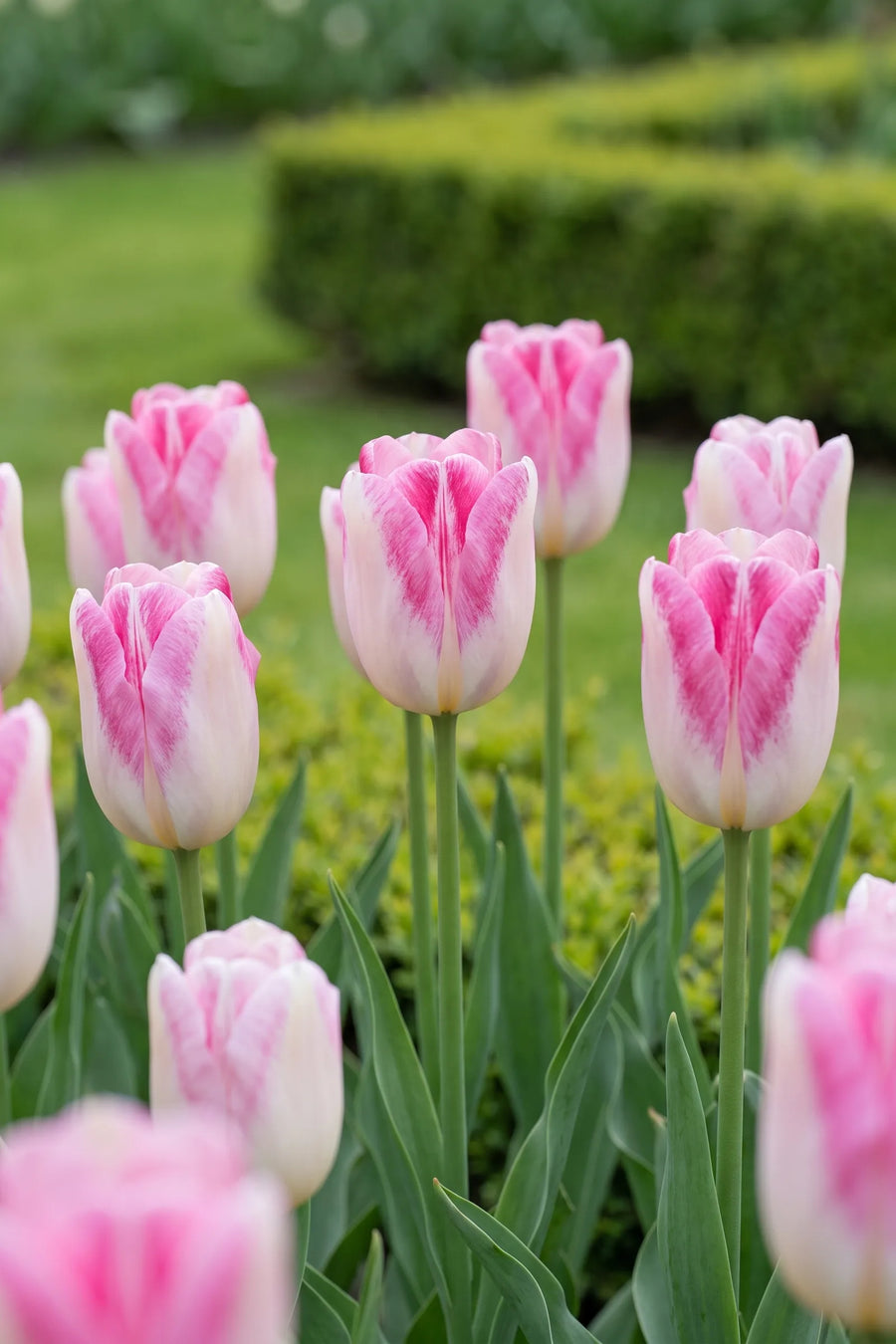 Tulipa Infinity vanuit een natuurlijke tuinhoek
