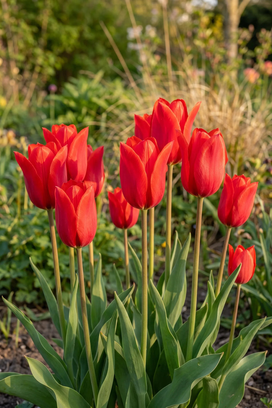 Tulipa Red Emperor vanuit een natuurlijke tuinhoek