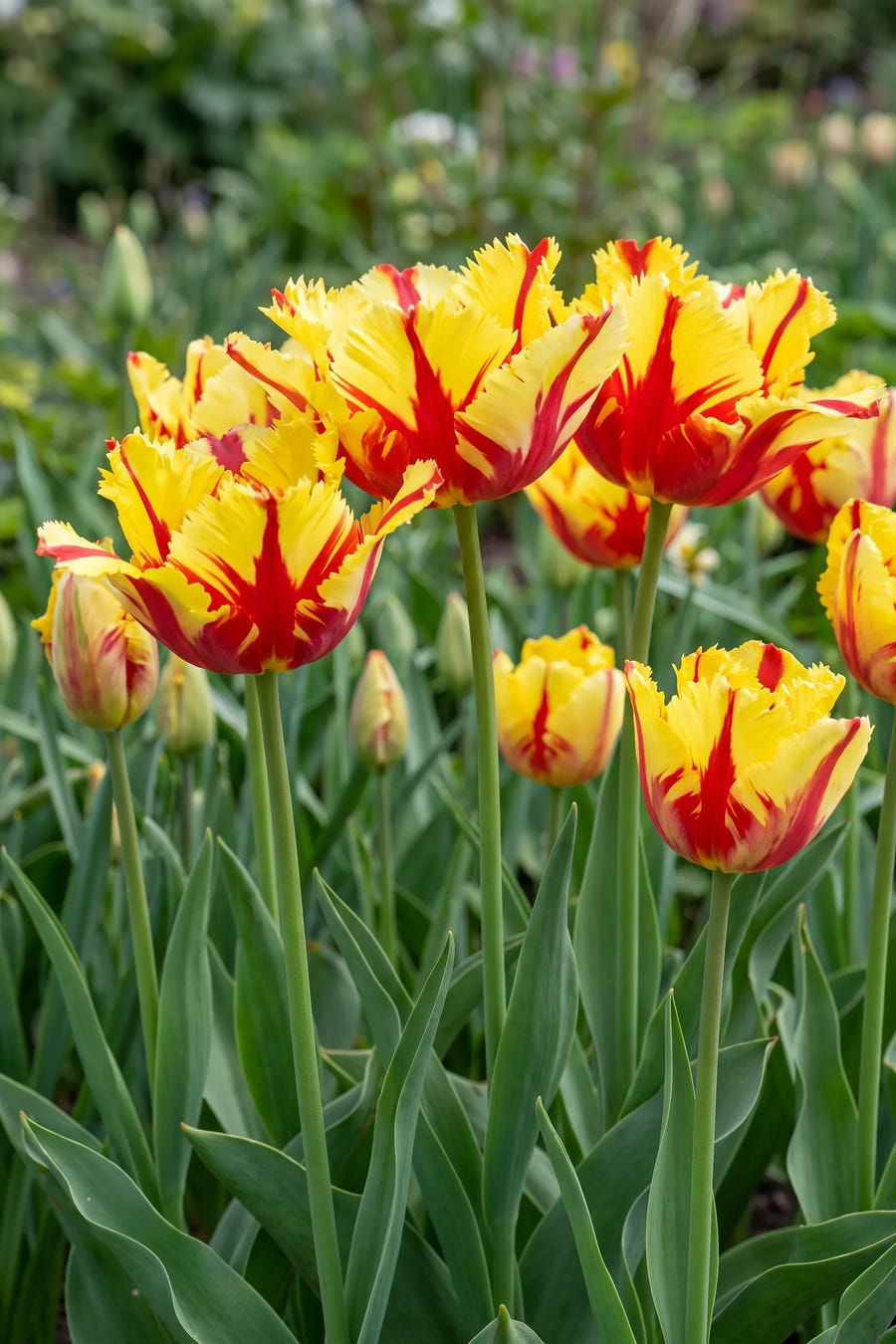 Tulipa Flaming Parrot vanuit een natuurlijke tuinhoek