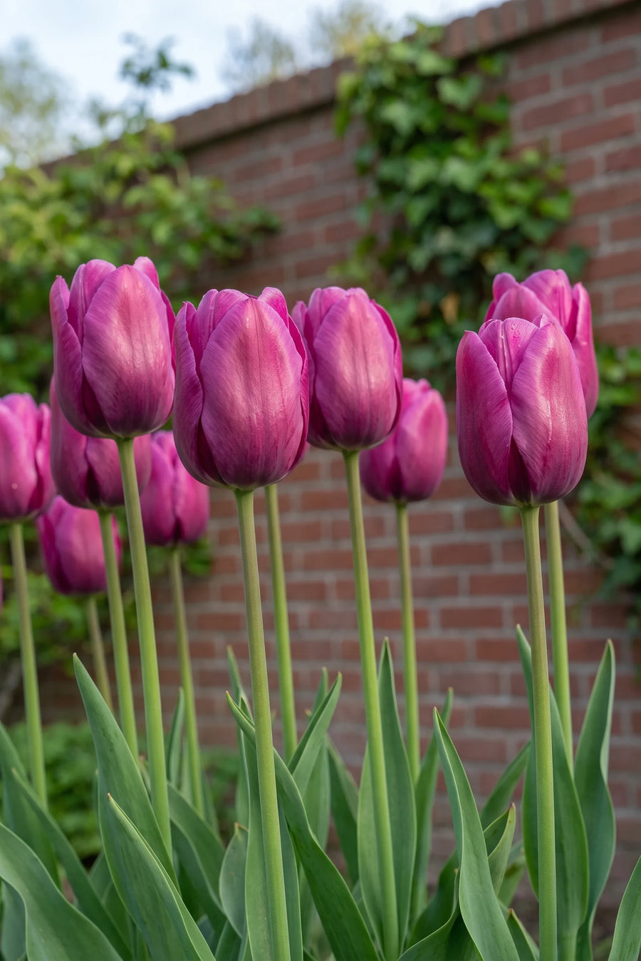 Tulipa Purple Prince vanuit een natuurlijke tuinhoek