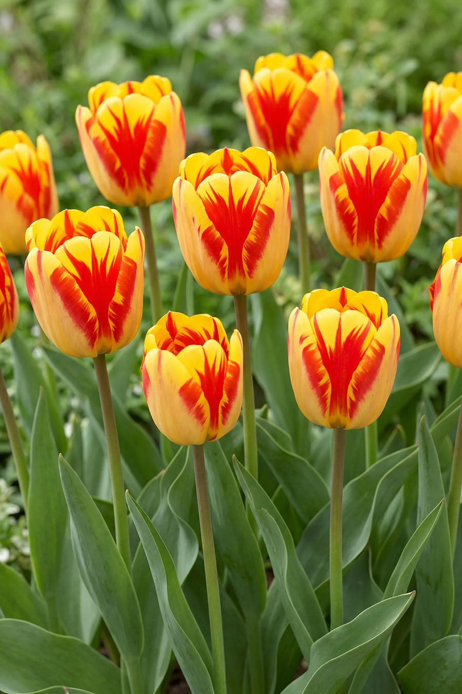 Tulipa Banja Luka vanuit een natuurlijke tuinhoek