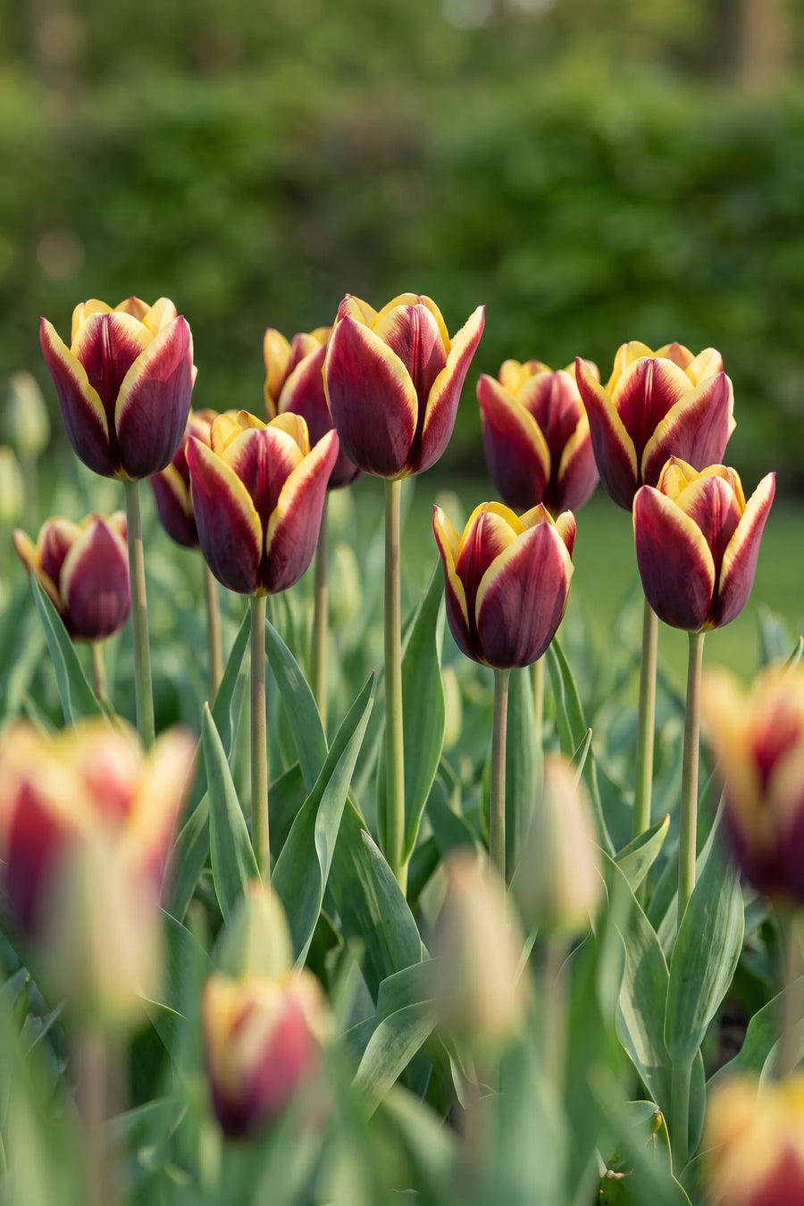 Tulipa Gavota vanuit een natuurlijke tuinhoek