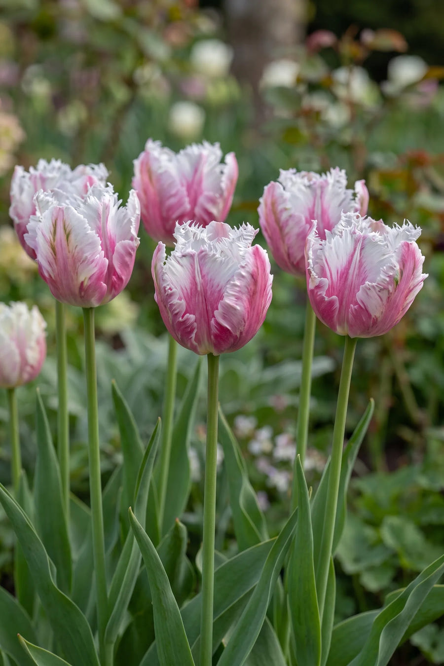Tulipa Silver Parrot vanuit een natuurlijke tuinhoek