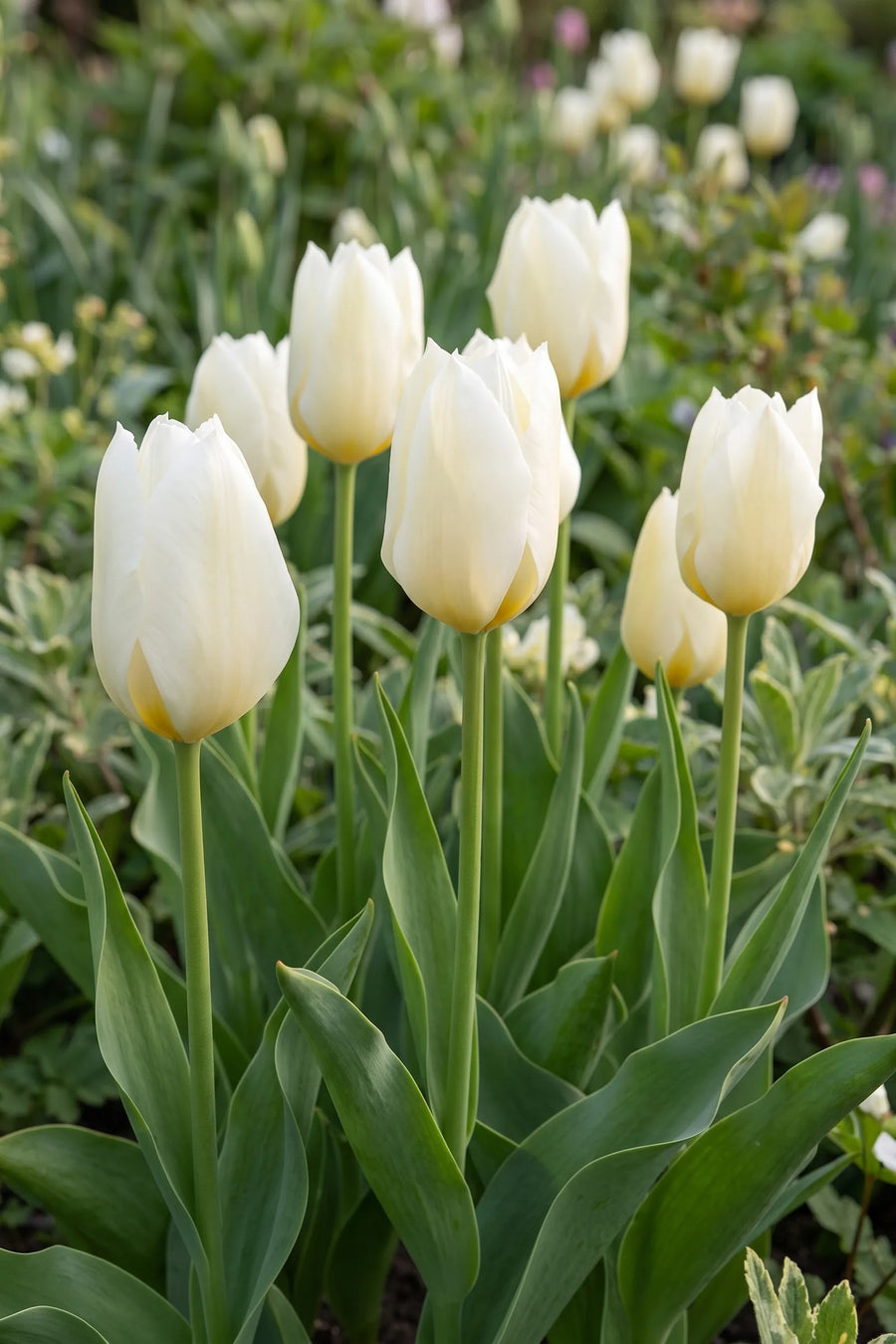 Tulipa Purissima vanuit een natuurlijke tuinhoek