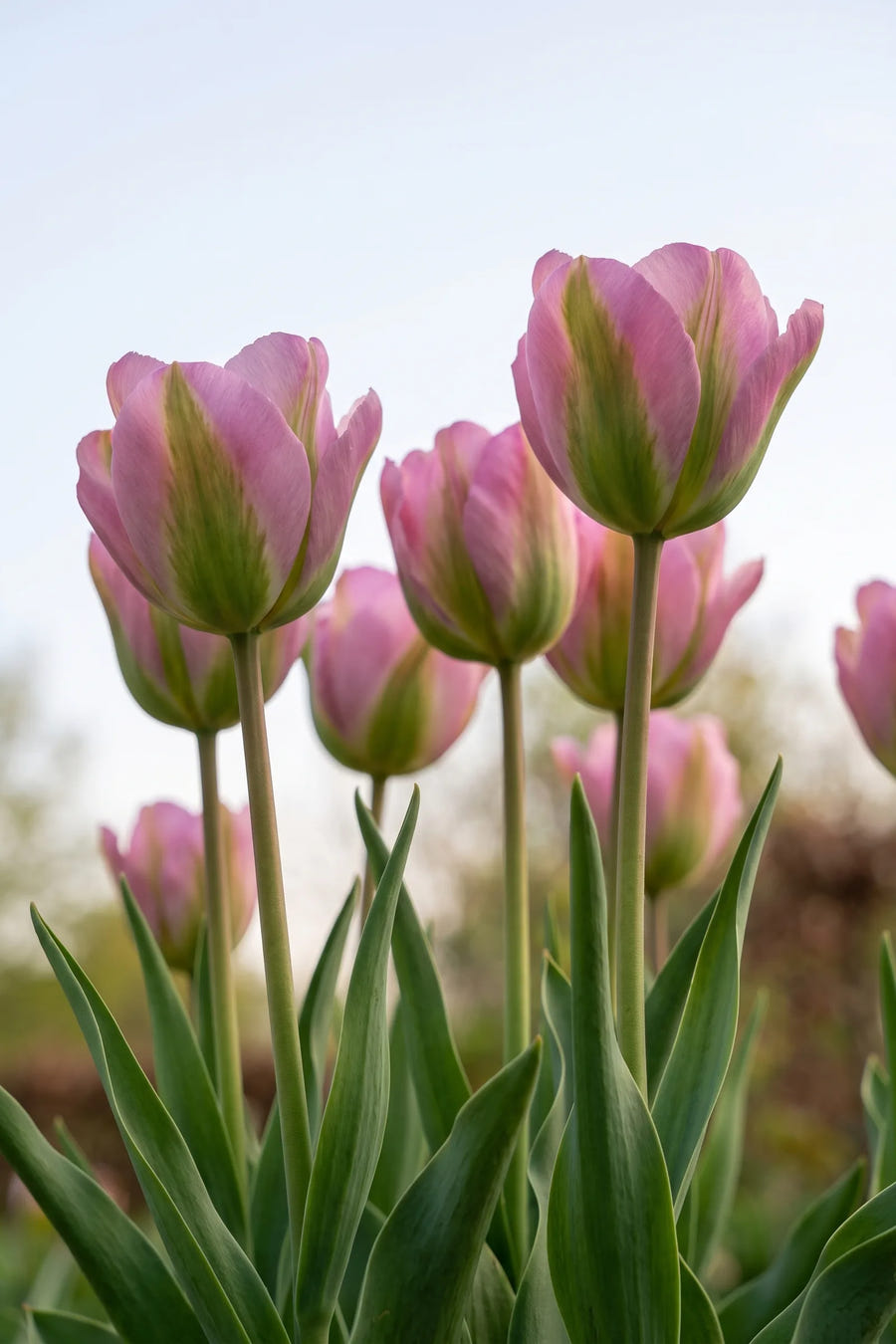 Tulipa Groenland vanuit een natuurlijke tuinhoek