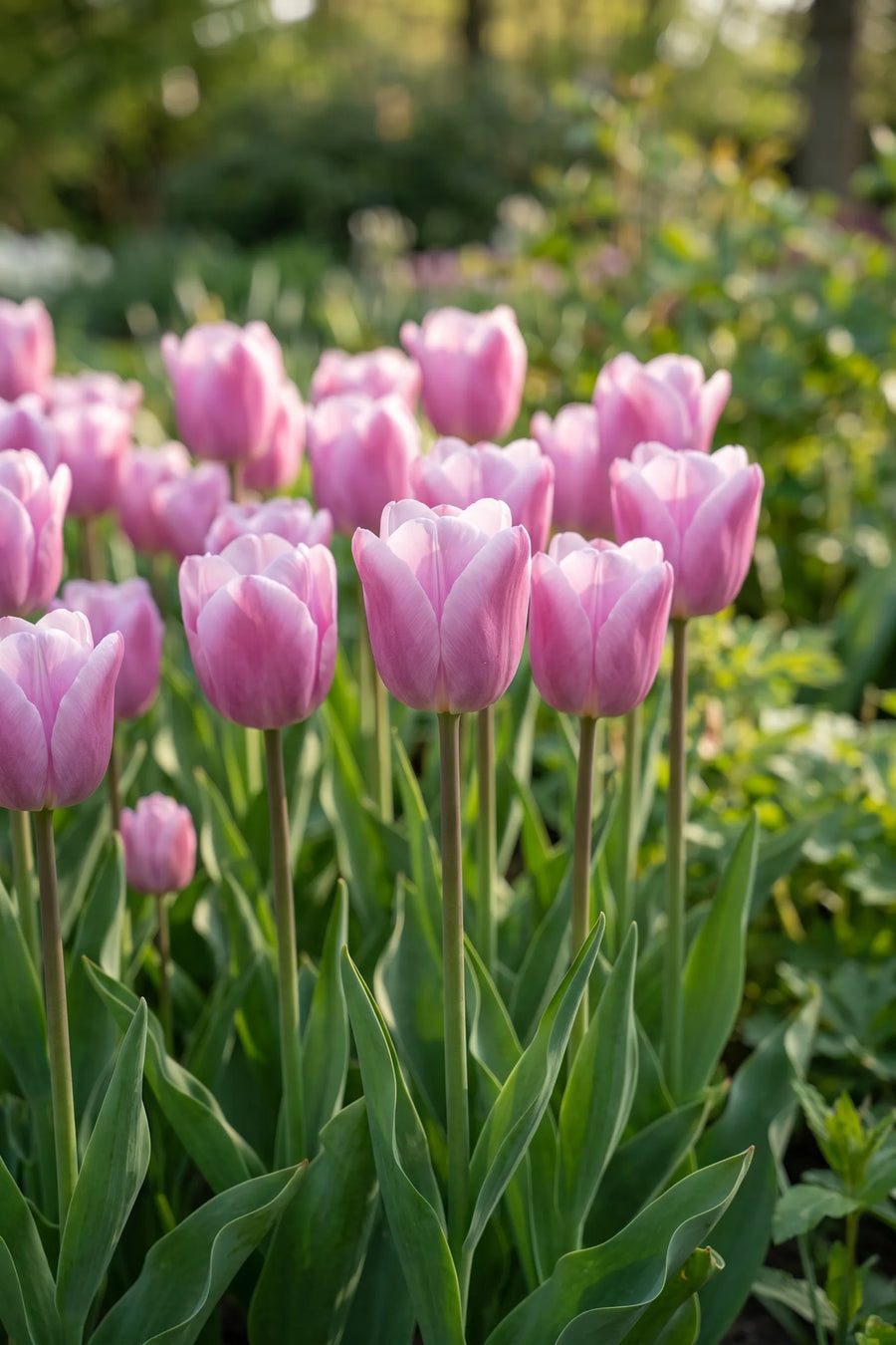 Tulipa Synaeda Amor vanuit een natuurlijke tuinhoek