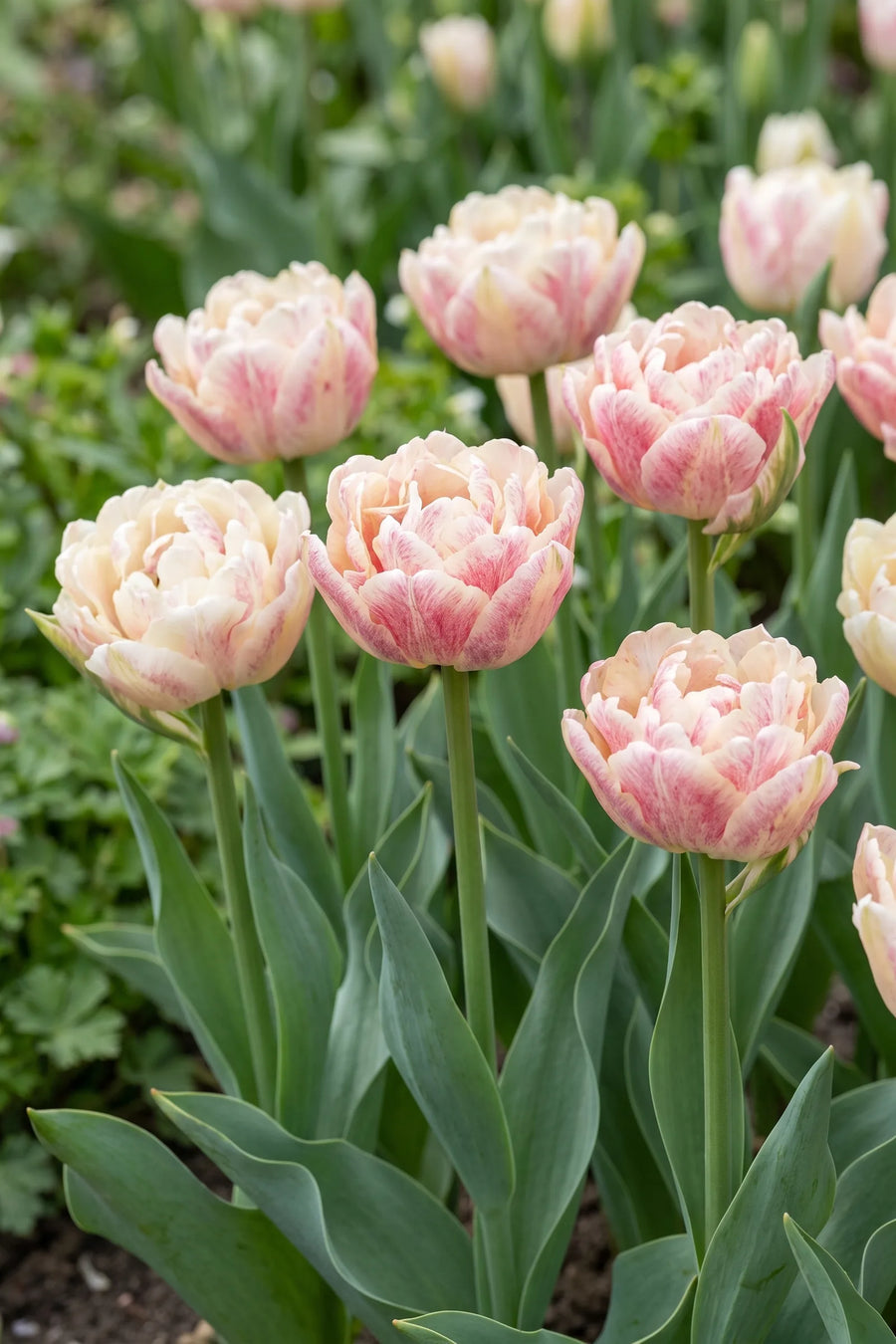 Tulipa Silk Road vanuit een natuurlijke tuinhoek