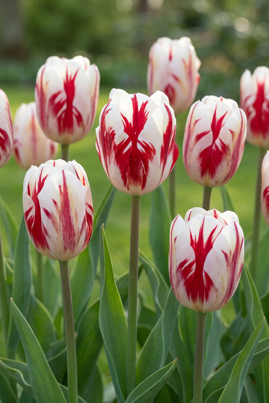 Tulipa Grand Perfection vanuit een natuurlijke tuinhoek