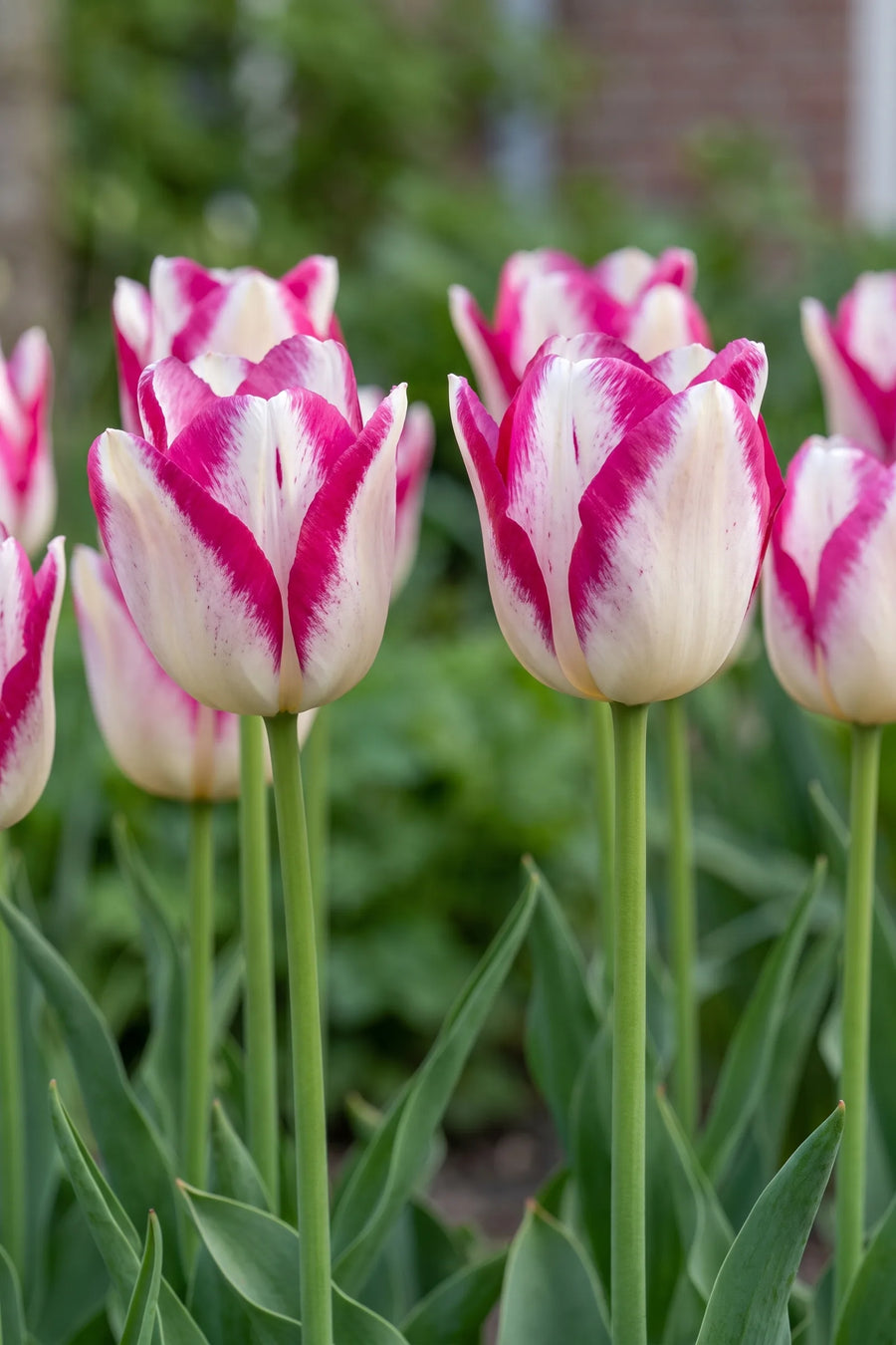 Tulipa Hotpants vanuit een natuurlijke tuinhoek