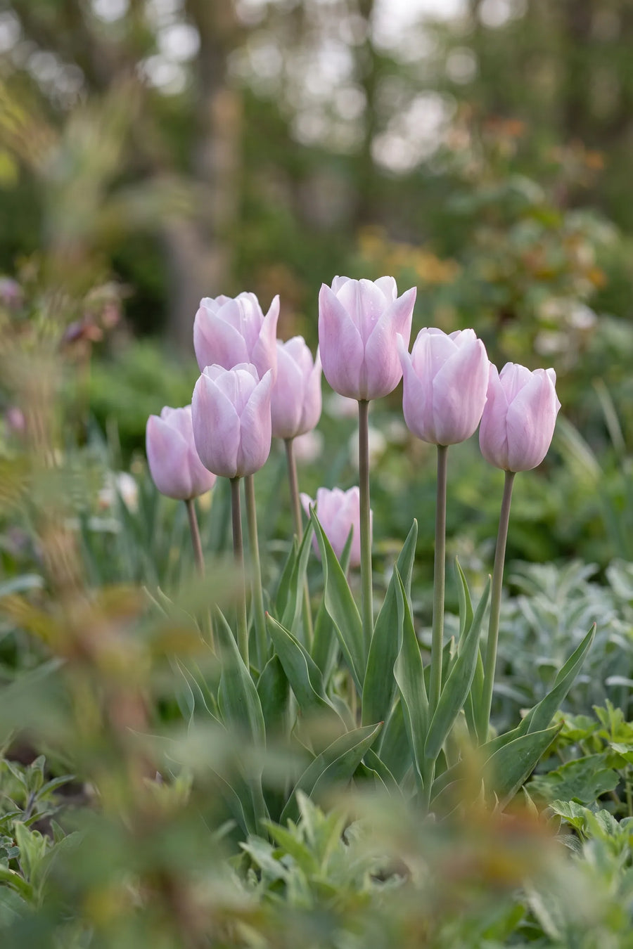 Tulipa Silver Cloud vanuit een natuurlijke tuinhoek