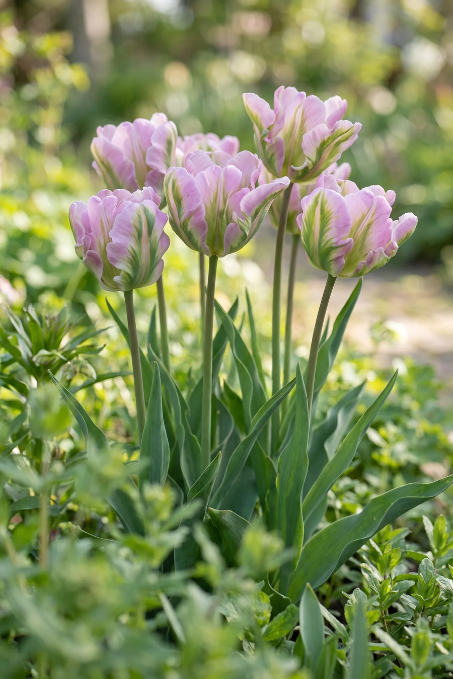 Tulipa Green Wave vanuit een natuurlijke tuinhoek