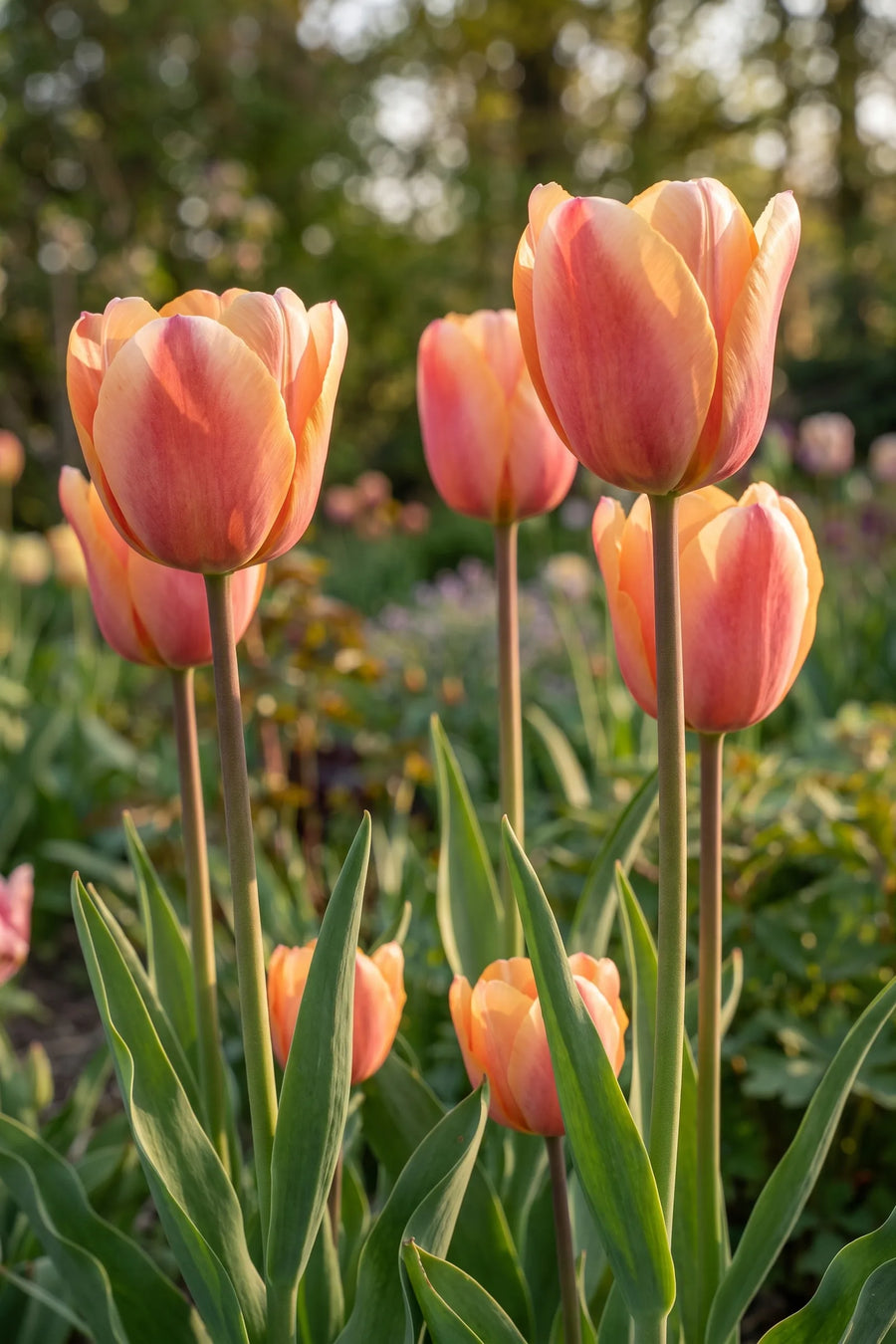 Tulipa Apricot Foxx vanuit een natuurlijke tuinhoek