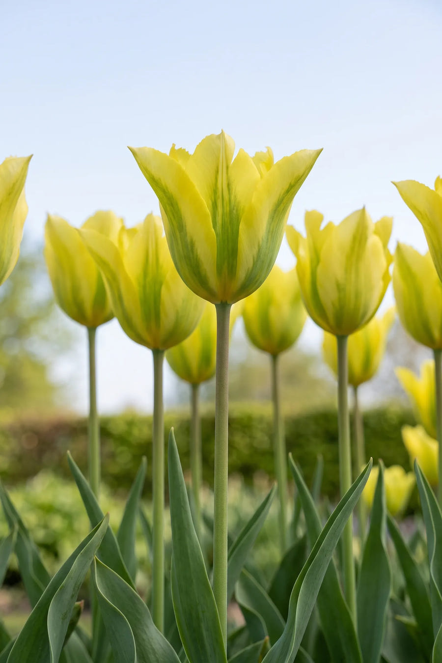 Tulipa Formosa — in de tuin