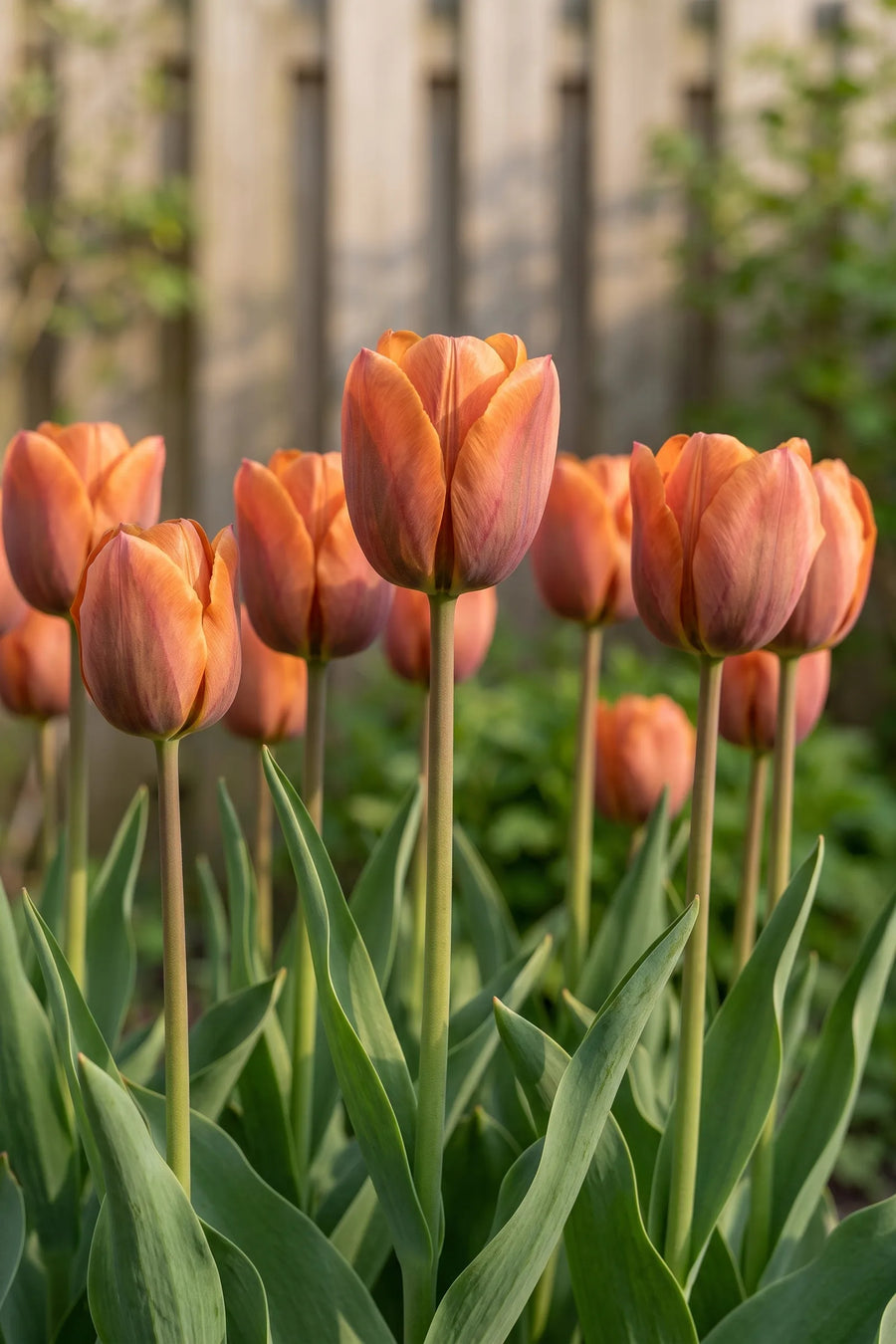 Tulipa Request vanuit een natuurlijke tuinhoek