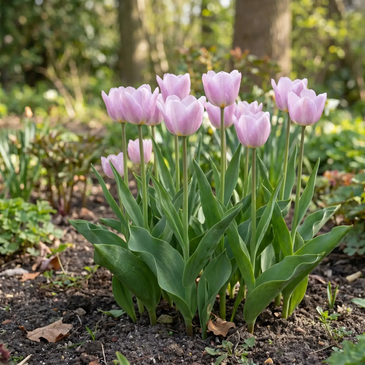 Tulipa Candy Prince natural garden angle