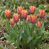 Tulipa Request natural garden angle