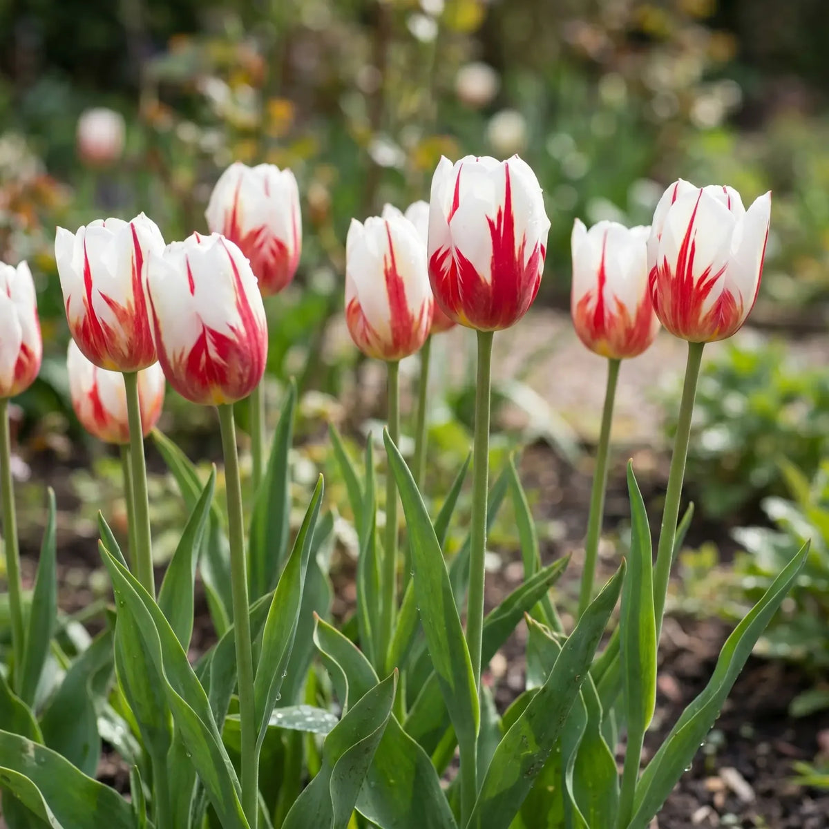 Tulipa Carnaval de Rio natural garden angle