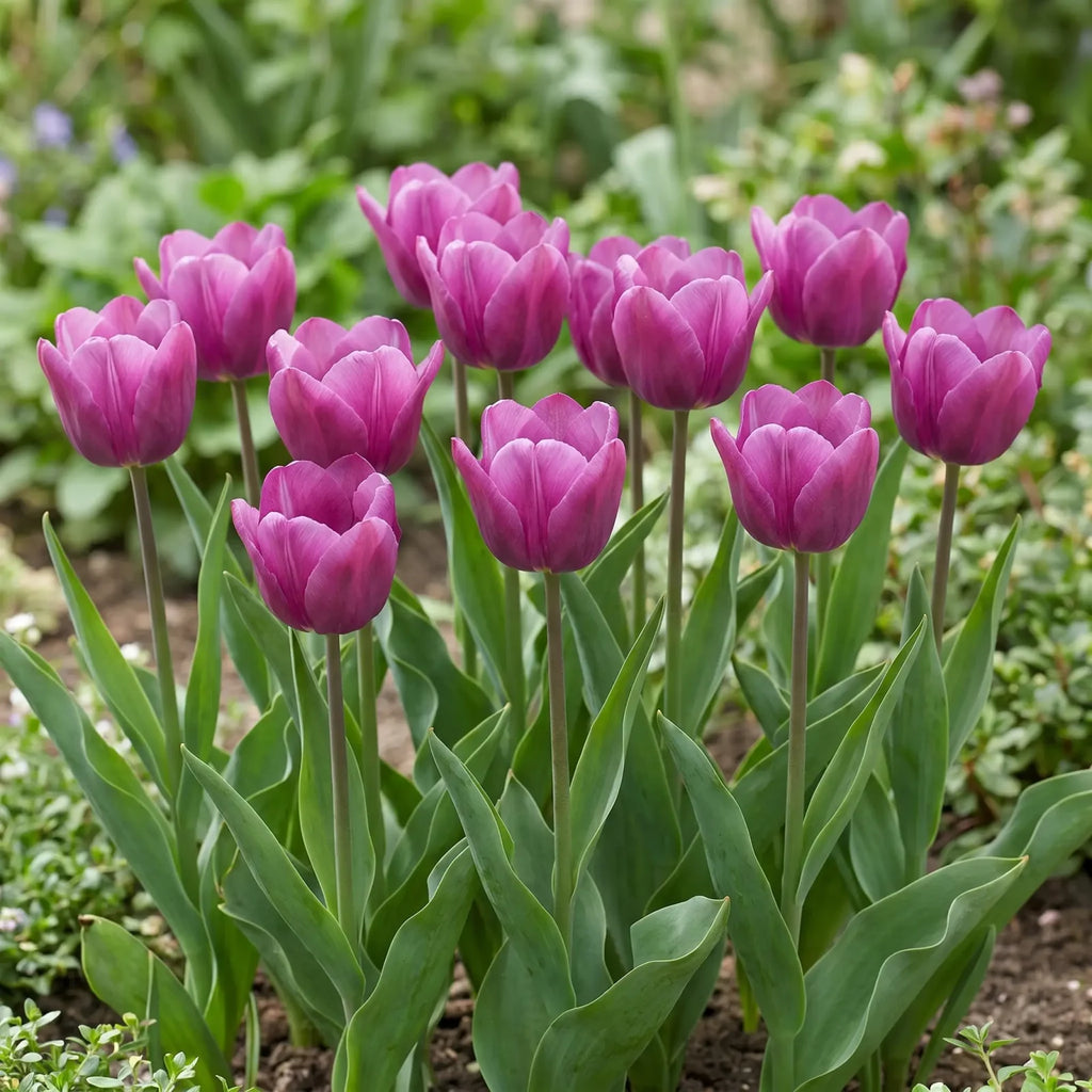 Tulipa Purple Prince natural garden angle