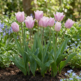 Tulipa Silver Cloud natural garden angle